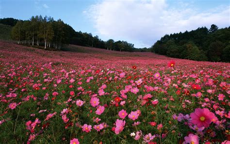 400x240 Resolution field, flowers, grass 400x240 Resolution Wallpaper ...