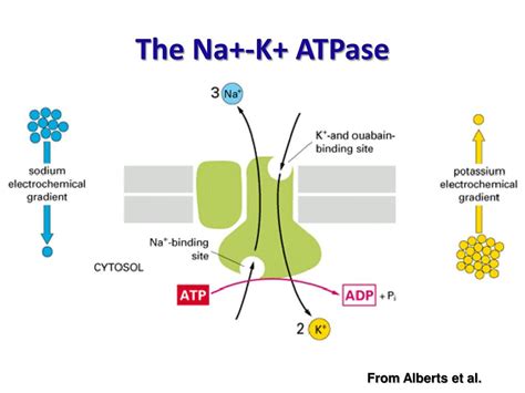 PPT - Transport Across the Cell Membrane PowerPoint Presentation, free ...