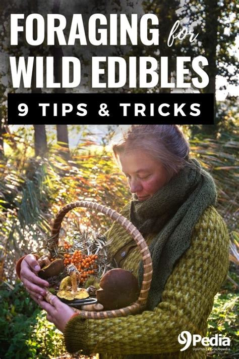 Foraging for Wild Edibles: 9 Foraging Tips and Tricks