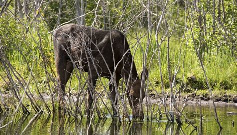 Moose Habitat in Arizona | Sciencing