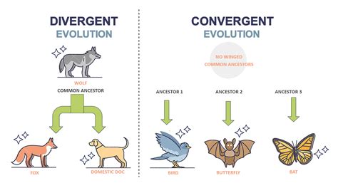 Divergent Evolution | EdrawMax Template