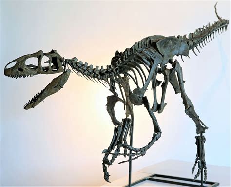 Arriba 73+ imagen allosaurus fossil - Abzlocal.mx