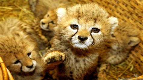 Hintergrundbilder Tierbabys / Desktop Hintergrundbilder Serval Grosse ...