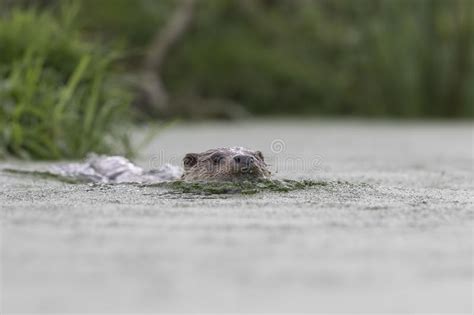 Otter portrait stock image. Image of otter, close, eating - 103071641