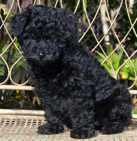 Poodles are so smart and sweet. Bichon Poodle Mix, Poodle Dog, Poodle ...