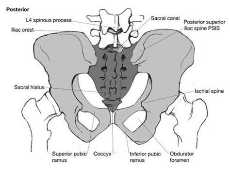 Identify the Bony Posterior Wall of the Pelvis