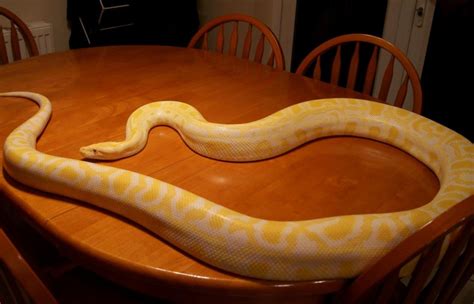 Albino Python | Albino Burmese Python | Burmese python, Cute reptiles ...