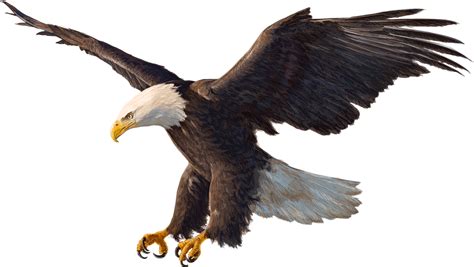 Bald Eagle Drawing - eagle png download - 1600*903 - Free Transparent ...