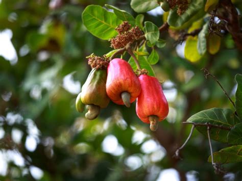 Cashew Nut Information - Tips For Growing Cashew Nuts | Gardening Know How