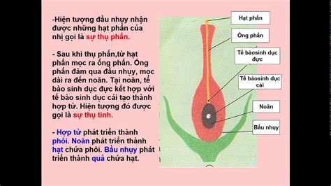 Khoa học lớp 5_ Cơ quan sinh sản và sự sinh sản của thực vật có hoa ...