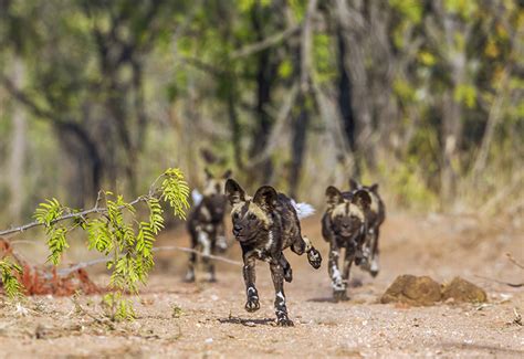 African Safari articles - Most Likely Animals You'll See in Botswana