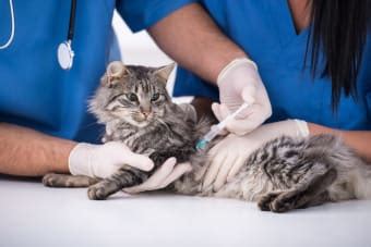 Cat Rabies Vaccine - Cumberland Animal Hospital