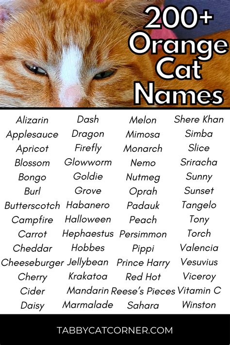 100 orange and white cat names for your sweet new tabby – Artofit