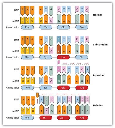 Types Of Mutations | Points, Substitution | A Level Biology