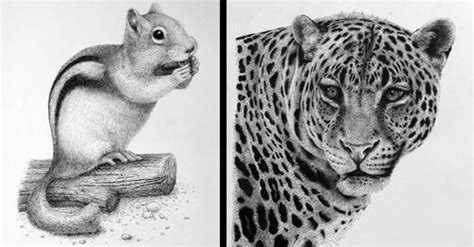 Sale > ink drawings of animals > in stock