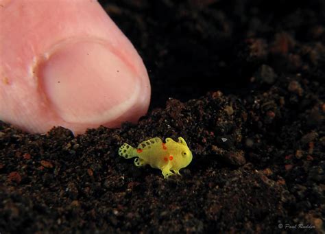 Baby frogfish! | Weird animals, Cute baby animals, Pet birds