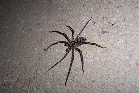 17 Interesting Facts About Huntsman Spiders (Pictures) - Wildlife Informer