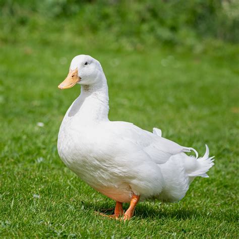 Live Pekin Ducks for Sale | Order as few as 3 Ducks | Safe Arrival ...