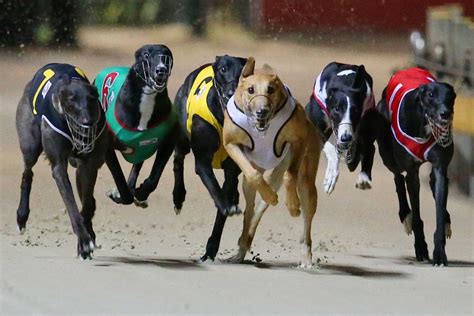 Everfast Greyhound Race Coats: Greyhound Racing - What Do The Colors of ...