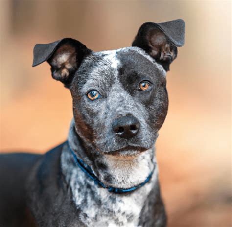 Image of a Blue Heeler Pitbull Mix | Pet Dog Owner