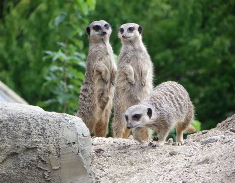 Meerkat Family » Kelvin Peach Photography