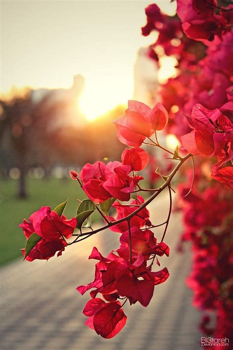 Bougainvillea at Sunset