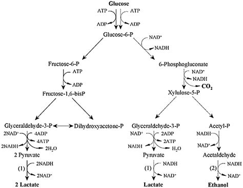 Nice Equation For Lactic Acid Fermentation Ap Physics C Formula Sheet