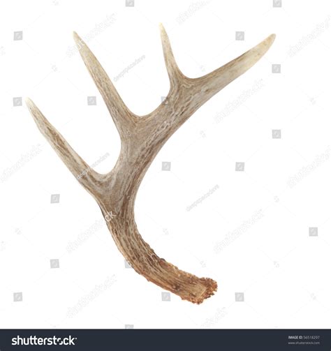 Side View Of Whitetail Deer Antlers Isolated On White Stock Photo ...