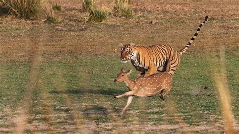 Hunting Strategies Of A Bengal Tiger - Stalking to Ambush