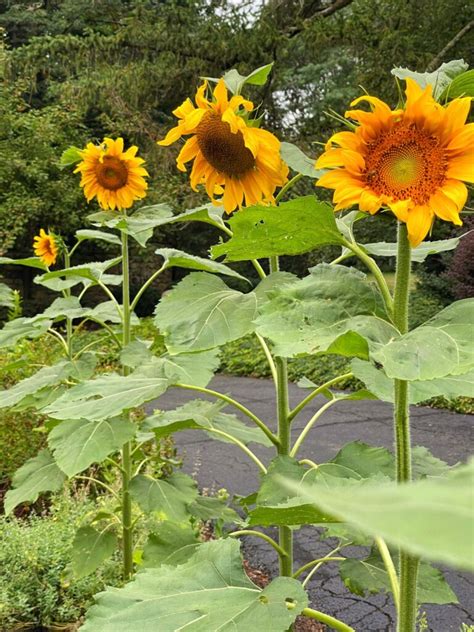 Best Tips for Harvesting Sunflower Seeds - Bricks 'n Blooms with Stacy Ling