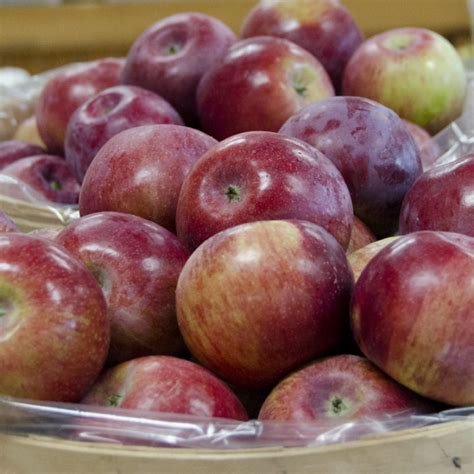 Martin's Family Fruit Farm — Cortland apples are ready!