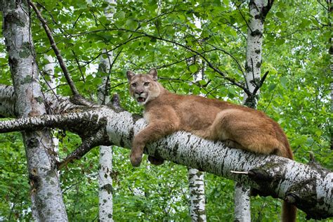 photoscope: Mountain Lion,or Cougar in natural habitat 2014