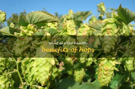 Uncovering The Amazing Health Benefits Of Hops | ShunCy