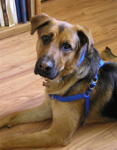 German Shepherd Lab Mix - Loyal, Loving, And Energetic