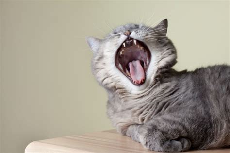 Kitten Teething: What You Need to Know | San Gabriel Vets