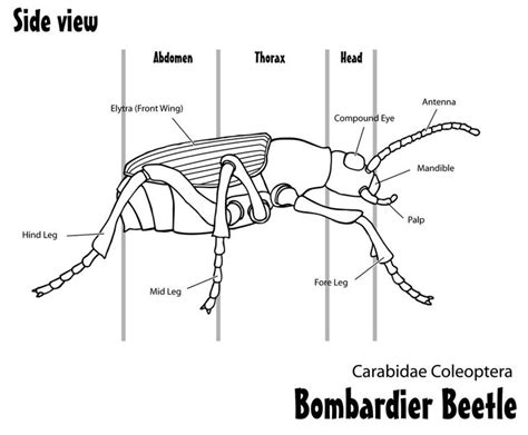 Pin by Iona Brinch on Bombardier Beetle | Thorax, Abdomen, Inspiration