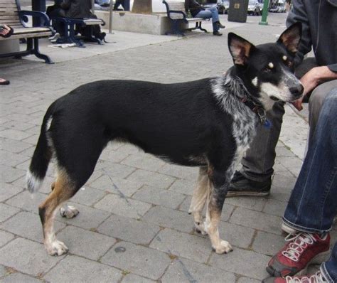 Dog of the Day: Betty the Blue Heeler/German Shepherd | Australian ...