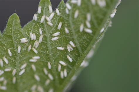 Whiteflies- University of Florida > MREC