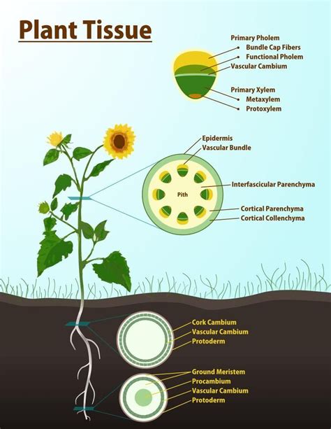 plant tissue | Plant tissue, Biology facts, Biology notes