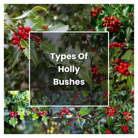 How to Grow Types Of Holly Bushes - Plant Care & Tips | NorwichGardener