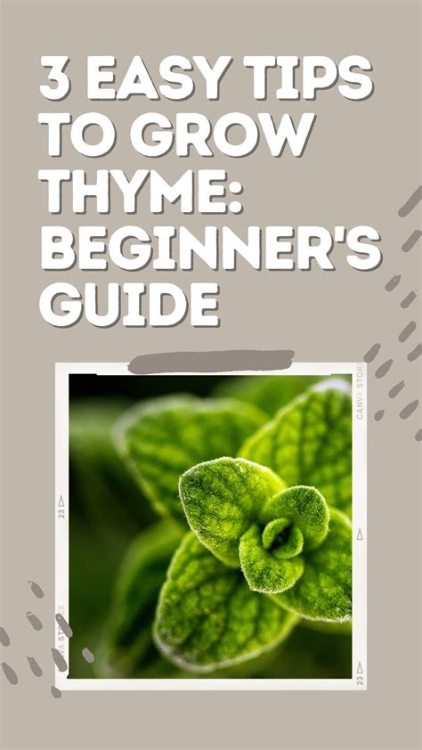 3 easy tips to grow thyme beginner s guide – Artofit