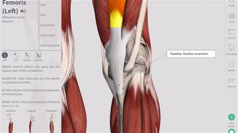 Deep Tendon Reflexes | Complete Anatomy - YouTube