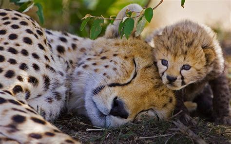 Cheetah Cubs Sleeping