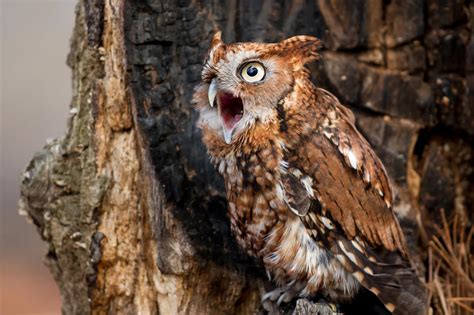 Spring Creek Prairie Audubon Center Celebrates the Great Backyard Bird ...