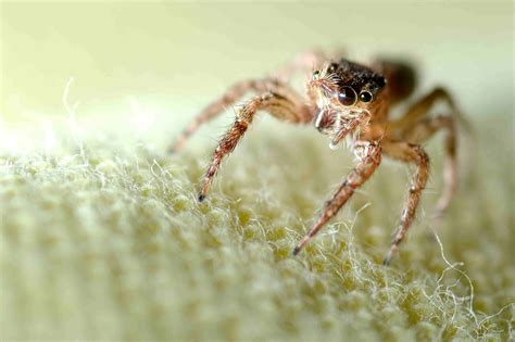 The 10 Most Common Types of House Spiders in the U.S. (2022)