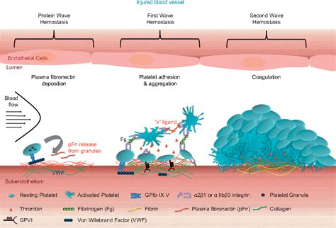 Platelets in hemostasis and thrombosis: Novel mechanisms of fibrinogen ...