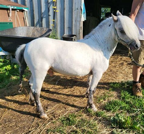 5 Yr Old 31" Few Spot Appaloosa Stallion