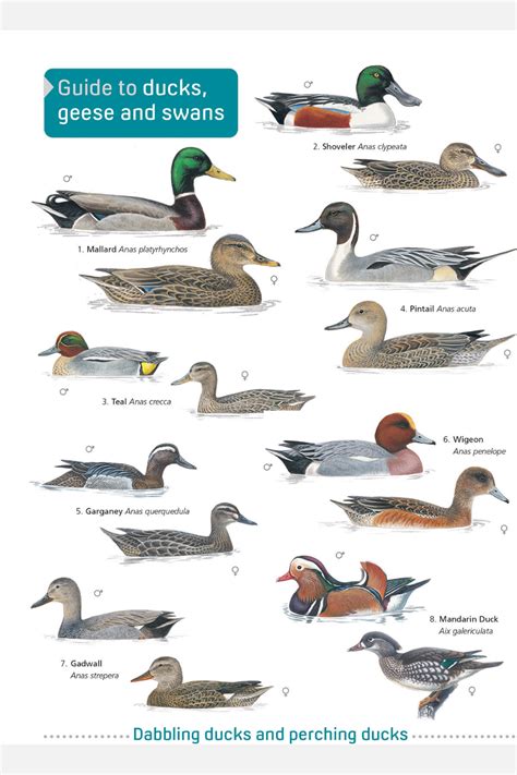 From mallard to mute swan, from shoveler to shelduck, the FSC Ducks ...