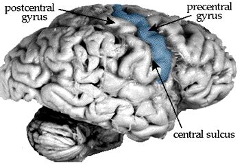 Precentral Gyrus Location : Human Brain Image Photo Free Trial Bigstock ...