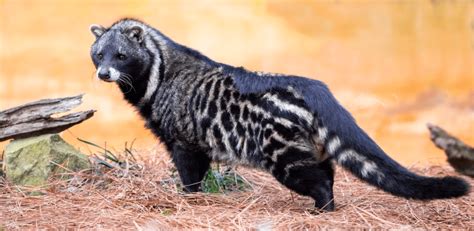 The African Civet | Critter Science